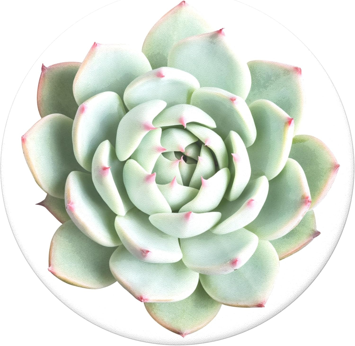 image:imagePopSockets Phone Grip with Expanding Kickstand Adhesive Grip Waikiki DazeYou Succulent
